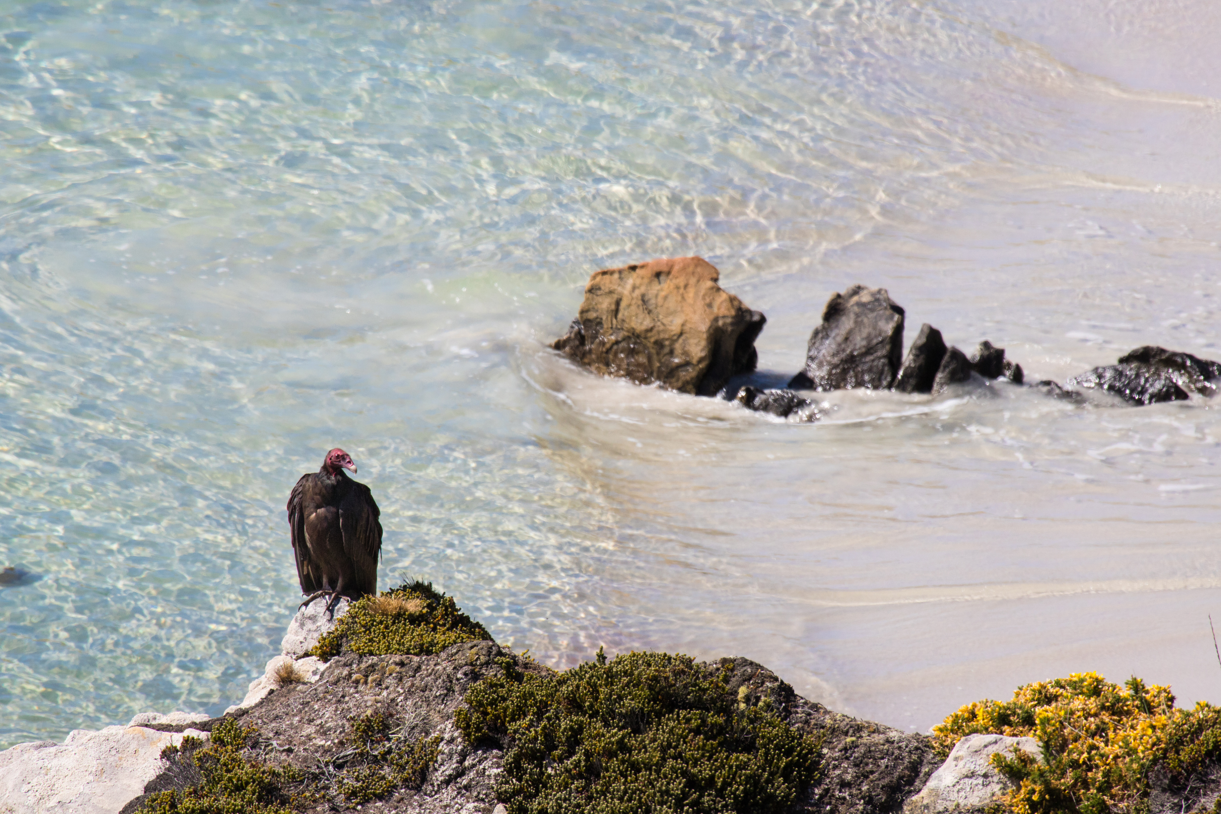 grave cove (2).webp